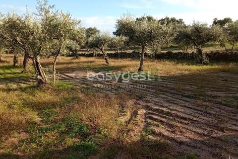 Helårsgrund i Castelo Branco, Castelo Branco, Castelo Branco - € 20.000 | Ref: CB93949MA - foto 2