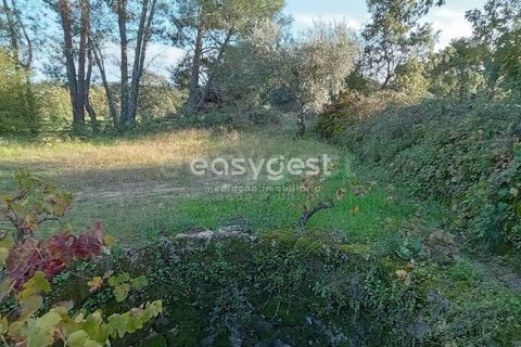 Helårsgrund i Castelo Branco, Castelo Branco, Castelo Branco - € 20.000 | Ref: CB93949MA - foto 5