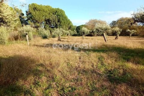 Helårsgrund i Castelo Branco, Castelo Branco, Castelo Branco - € 20.000 | Ref: CB93949MA - foto 6