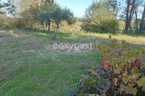 Helårsgrund i Castelo Branco, Castelo Branco, Castelo Branco - € 20.000 | Ref: CB93949MA - foto 7