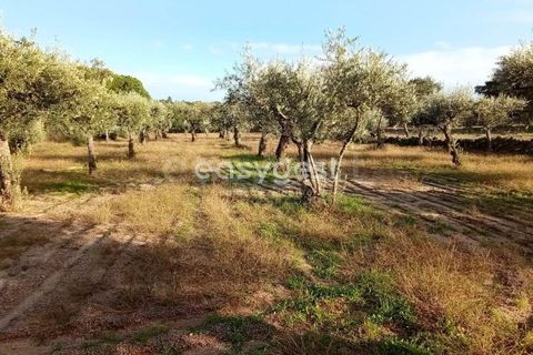 Helårsgrund i Castelo Branco, Castelo Branco, Castelo Branco - € 20.000 | Ref: CB93949MA - foto 8