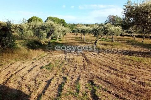 Helårsgrund i Castelo Branco, Castelo Branco, Castelo Branco - € 20.000 | Ref: CB93949MA - foto 9