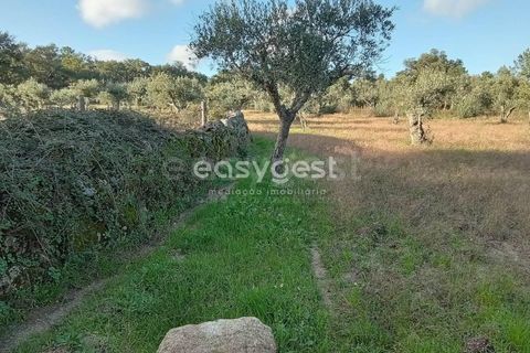 Helårsgrund i Castelo Branco, Castelo Branco, Castelo Branco - € 20.000 | Ref: CB93949MA - foto 10