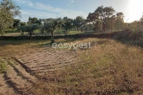 Helårsgrund i Castelo Branco, Castelo Branco, Castelo Branco - € 20.000 | Ref: CB93949MA - foto 11