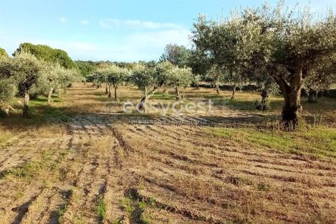 Helårsgrund i Castelo Branco, Castelo Branco, Castelo Branco - € 20.000 | Ref: CB93949MA - foto 12