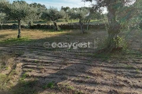 Helårsgrund i Castelo Branco, Castelo Branco, Castelo Branco - € 20.000 | Ref: CB93949MA - foto 14