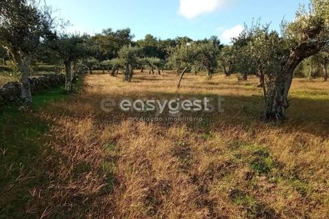 Helårsgrund i Castelo Branco, Castelo Branco, Castelo Branco - € 20.000 | Ref: CB93949MA - foto 15