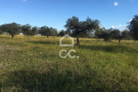 Terra a Amareleja, Beja, Amareleja - € 25.000 | Ref: 333/T/01306 - foto 3