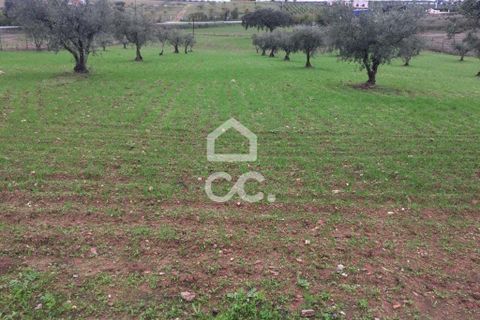 Terra a Amareleja, Beja, Amareleja - € 25.000 | Ref: 333/T/01306 - foto 7