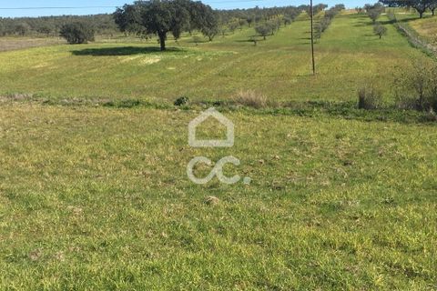 Terra a Amareleja, Beja, Amareleja - € 25.000 | Ref: 333/T/01306 - foto 8