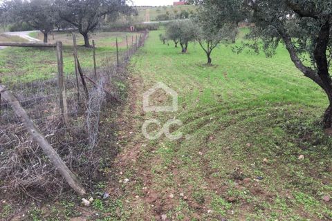 Terra a Amareleja, Beja, Amareleja - € 25.000 | Ref: 333/T/01306 - foto 9