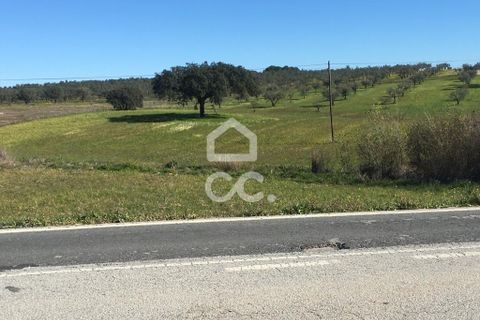 Terra a Amareleja, Beja, Amareleja - € 25.000 | Ref: 333/T/01306 - foto 10