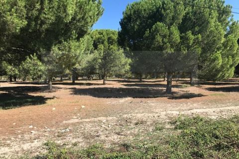 Landejendom i Ermidas do Sado, Setubal, Ermidas do Sado - € 1.950.000 | Ref: EXP_258 - foto 2