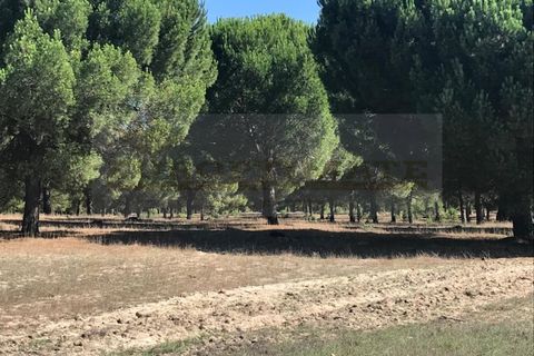 Landejendom i Ermidas do Sado, Setubal, Ermidas do Sado - € 1.950.000 | Ref: EXP_258 - foto 4