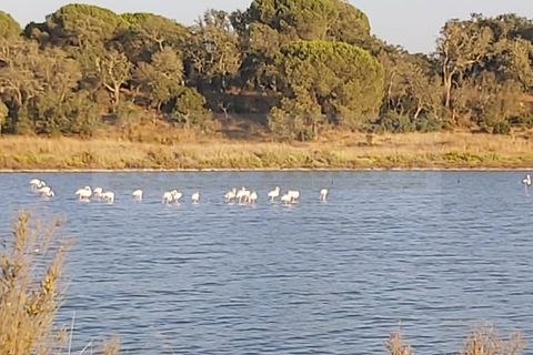 Landejendom i Ermidas do Sado, Setubal, Ermidas do Sado - € 600.000 | Ref: EXP_230 - foto 2