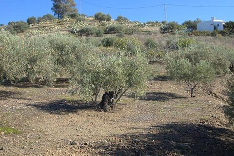 Finca i Torrox, Malaga, Torrox - € 265 000 | Ref: TF040 - foto 7
