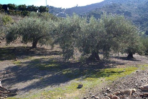 Finca i Torrox, Malaga, Torrox - € 265 000 | Ref: TF040 - foto 8