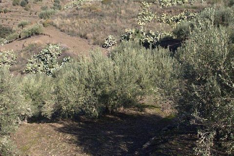 Finca i Torrox, Malaga, Torrox - € 265 000 | Ref: TF040 - foto 9