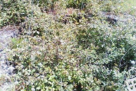 Helårsgrund i Alcobaca, Leiria, Alcobaca - € 55.000 | Ref: 364/T/00052 - foto 22