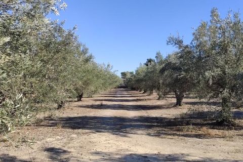 Landejendom i Agullent, Valencia, Agullent - € 50.000 | Ref: 2920 - foto 13