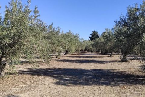 Landejendom i Agullent, Valencia, Agullent - € 50.000 | Ref: 2920 - foto 14