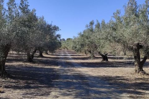 Landejendom i Agullent, Valencia, Agullent - € 50.000 | Ref: 2920 - foto 15