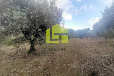 Helårsgrund i Penela, Coimbra, Penela - € 50.000 | Ref: LT1097 - foto 9