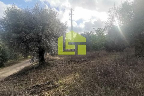 Helårsgrund i Penela, Coimbra, Penela - € 50.000 | Ref: LT1097 - foto 17