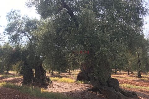 Landejendom i Ostuni, Brindisi, Ostuni - € 1.700.000 | Ref: 130 - foto 7