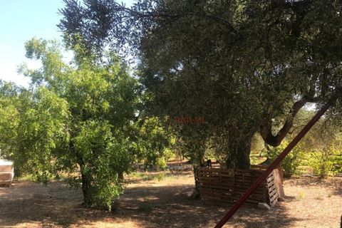 Landejendom i Ostuni, Brindisi, Ostuni - € 1.700.000 | Ref: 130 - foto 6