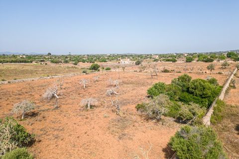 Helårsgrund i Manacor, Mallorca, Manacor - € 299.900 | Ref: JRP1077MC/3010 - foto 4