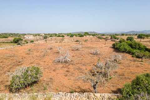 Helårsgrund i Manacor, Mallorca, Manacor - € 299.900 | Ref: JRP1077MC/3010 - foto 6
