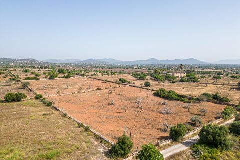 Helårsgrund i Manacor, Mallorca, Manacor - € 299.900 | Ref: JRP1077MC/3010 - foto 11