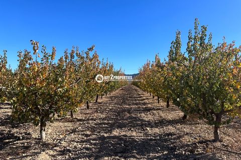 Helårsgrund i Yecla, Murcia, Yecla - € 6.500.000 | Ref: KCS3046 - foto 12