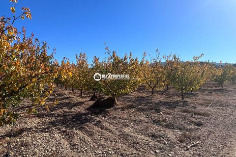 Helårsgrund i Yecla, Murcia, Yecla - € 6.500.000 | Ref: KCS3046 - foto 14