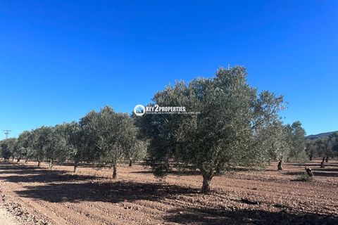 Helårsgrund i Yecla, Murcia, Yecla - € 6.500.000 | Ref: KCS3046 - foto 15