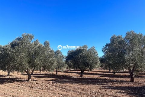 Helårsgrund i Yecla, Murcia, Yecla - € 6.500.000 | Ref: KCS3046 - foto 17