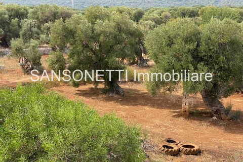 Landejendom i Ostuni, Brindisi, Ostuni - € 2.150.000 | Ref: ALSAO - foto 38