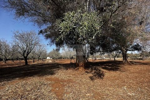 Helårsgrund i Carovigno, Brindisi, Carovigno - € 65.000 | Ref: LM6 lamia - foto 3