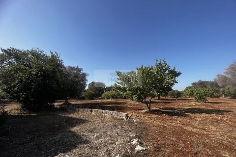Helårsgrund i Carovigno, Brindisi, Carovigno - € 65.000 | Ref: LM6 lamia - foto 14
