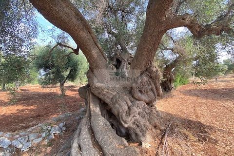 Villa a Carovigno, Brindisi, Carovigno - € 240.000 | Ref: V20 VILLA - foto 19