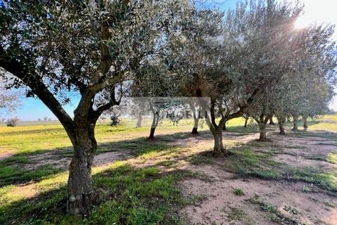 Terra a Carovigno, Brindisi, Carovigno - € 100.000 | Ref: CA1 Casolare - foto 27