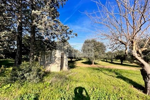 Terra a Carovigno, Brindisi, Carovigno - € 100.000 | Ref: CA1 Casolare - foto 20