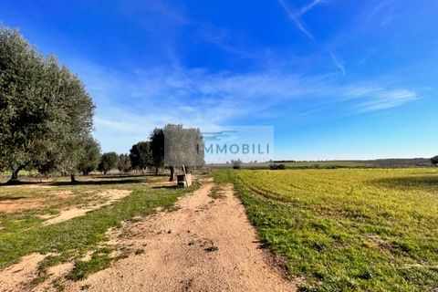 Terra a Carovigno, Brindisi, Carovigno - € 100.000 | Ref: CA1 Casolare - foto 3