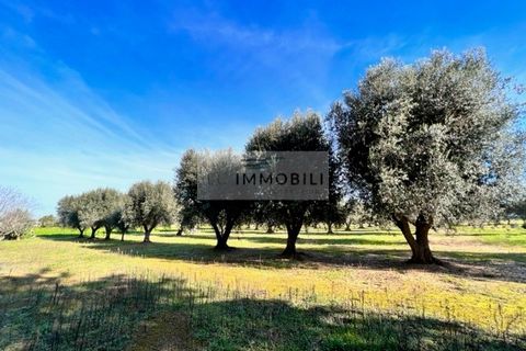 Terra a Carovigno, Brindisi, Carovigno - € 100.000 | Ref: CA1 Casolare - foto 25