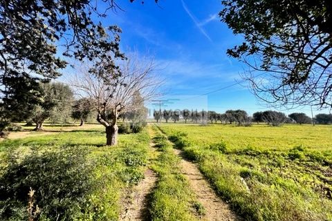 Terra a Carovigno, Brindisi, Carovigno - € 100.000 | Ref: CA1 Casolare - foto 5