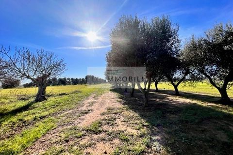 Terra a Carovigno, Brindisi, Carovigno - € 100.000 | Ref: CA1 Casolare - foto 28