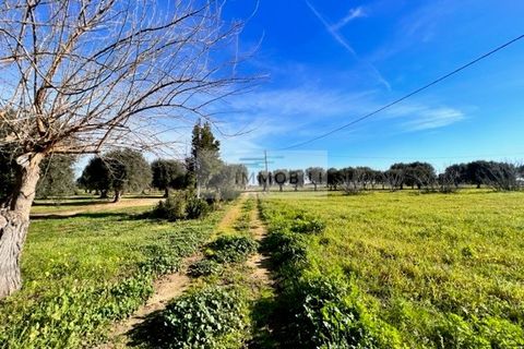 Terra a Carovigno, Brindisi, Carovigno - € 100.000 | Ref: CA1 Casolare - foto 4