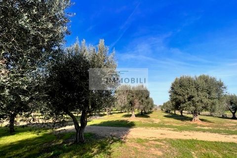 Terra a Carovigno, Brindisi, Carovigno - € 100.000 | Ref: CA1 Casolare - foto 29