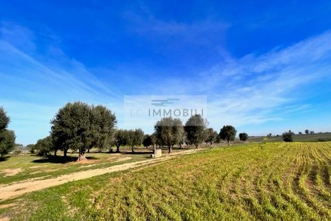 Terra a Carovigno, Brindisi, Carovigno - € 100.000 | Ref: CA1 Casolare - foto 2